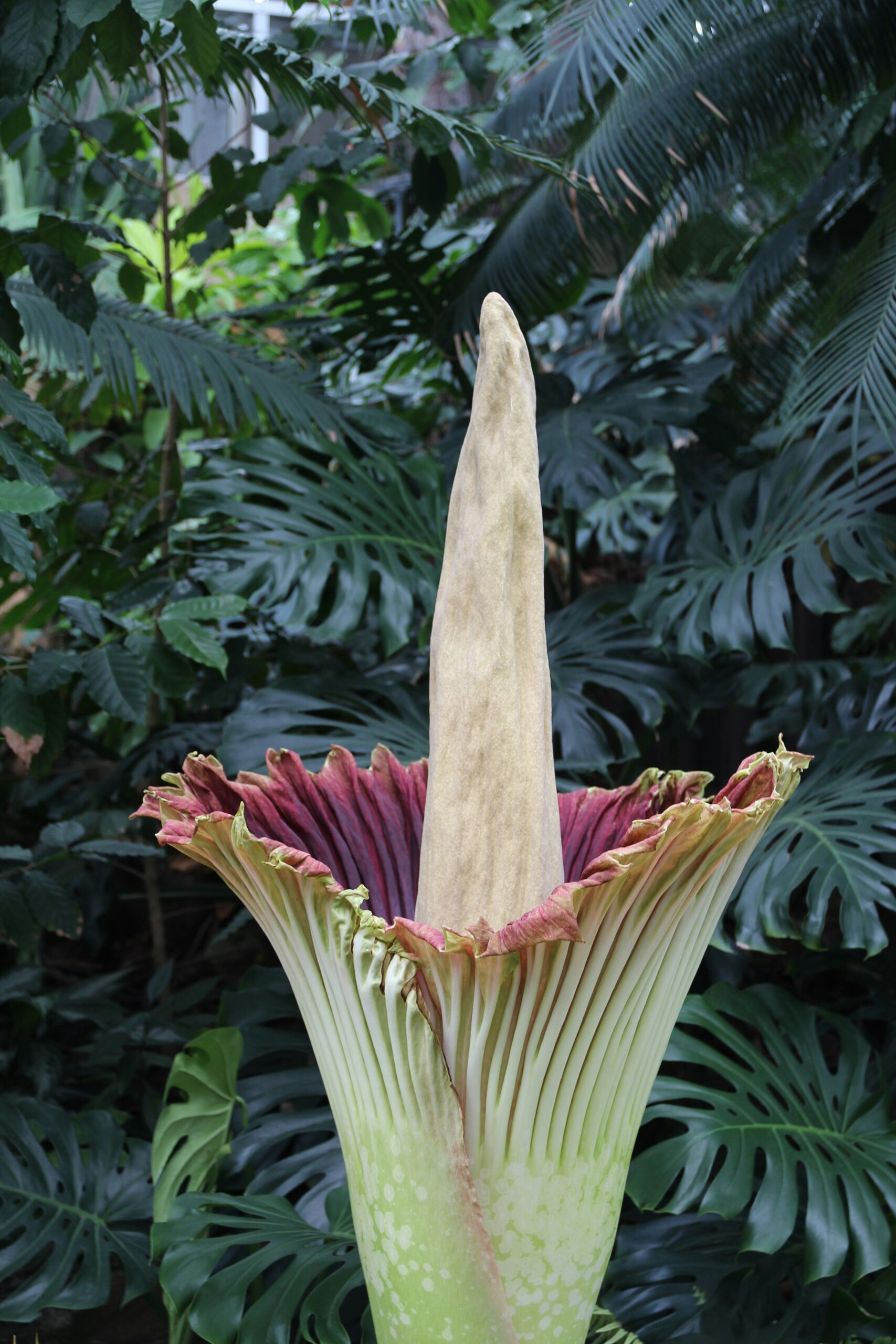Corpse Flower