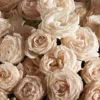Fantastic Bombastic Details2