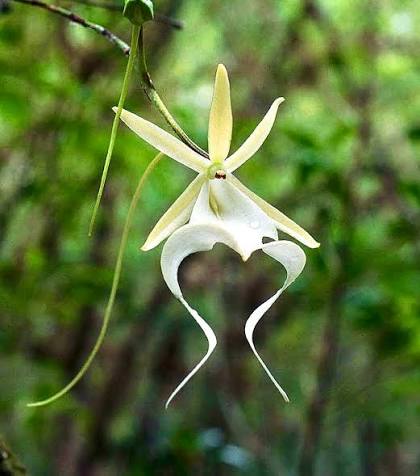 Ghost Orchid