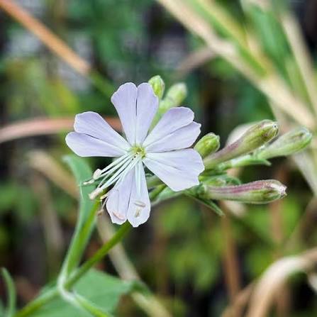 Gibraltar Campion