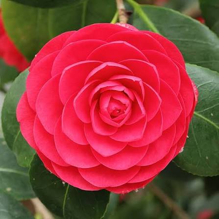 Middlemist Red