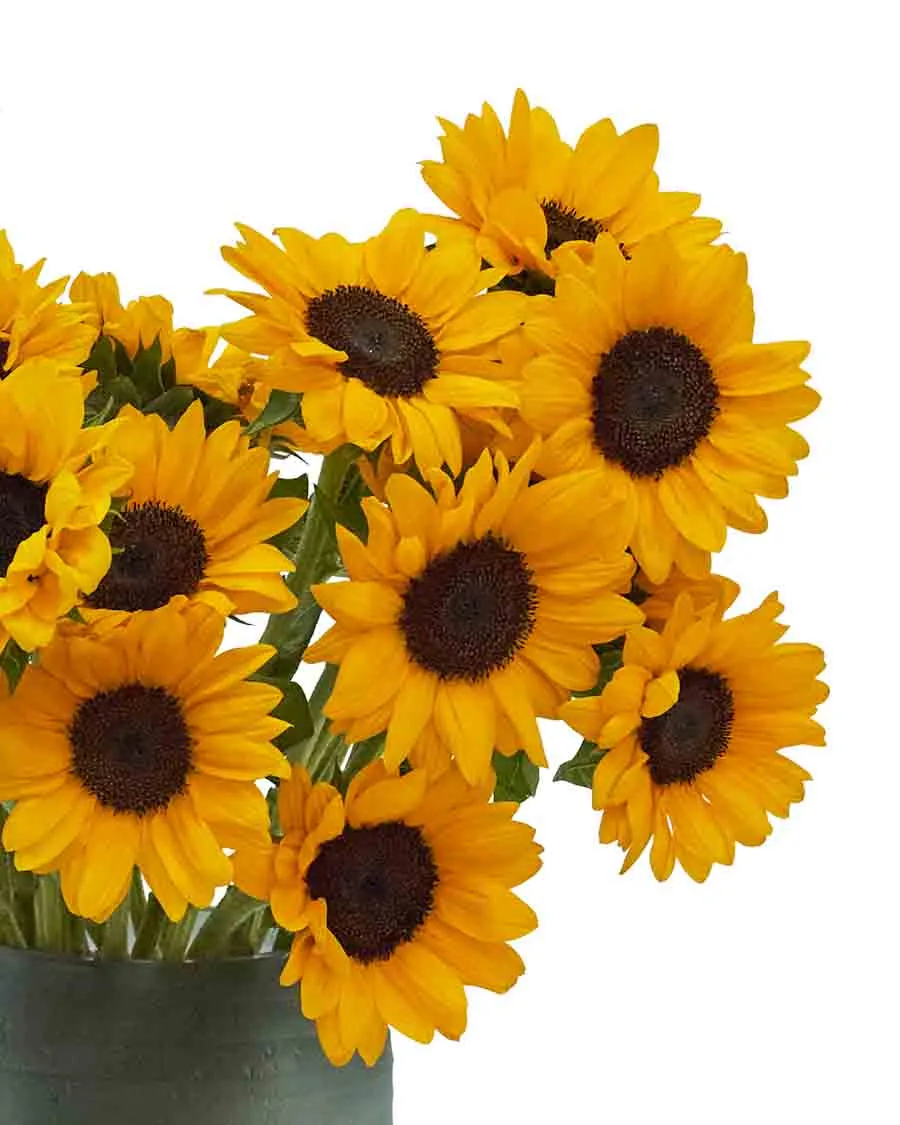 My Only Sunshine Details