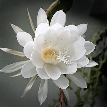kadupul