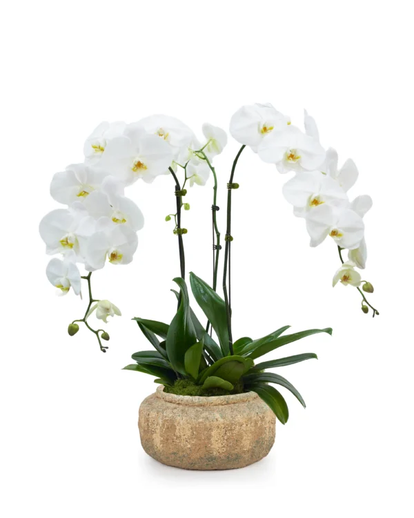Trio White