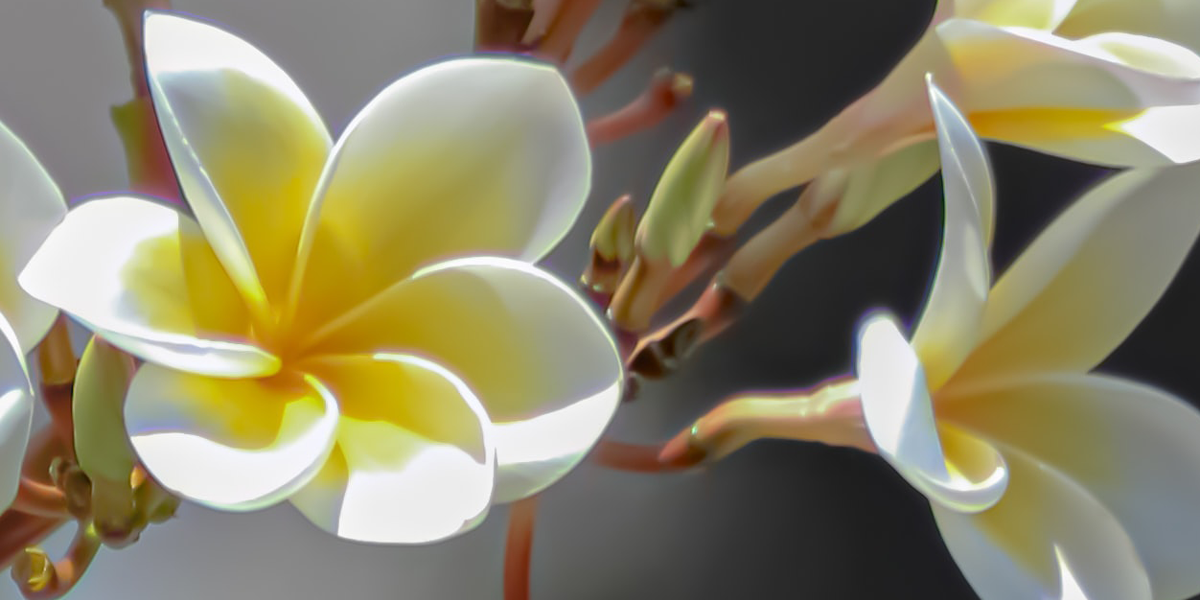 9 best smelling flower 1
