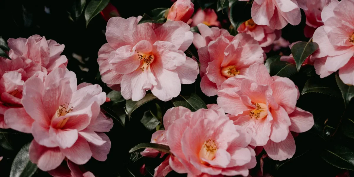 Stunning flowers that bloom in winter