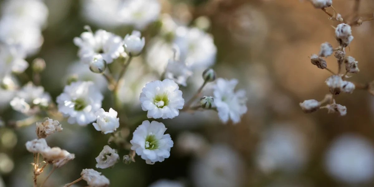 cheapest flowers in the world