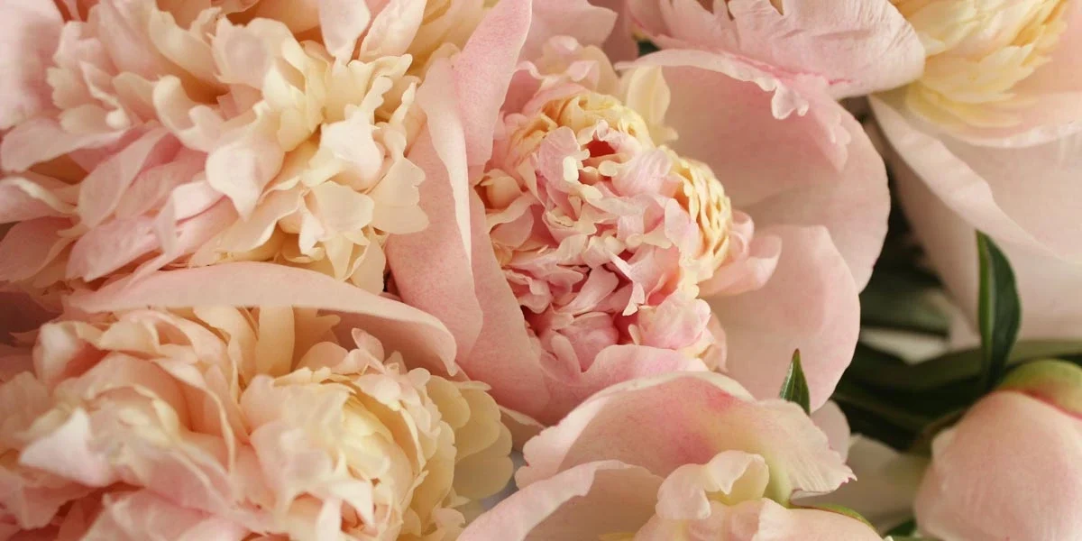 eight most expensive flower