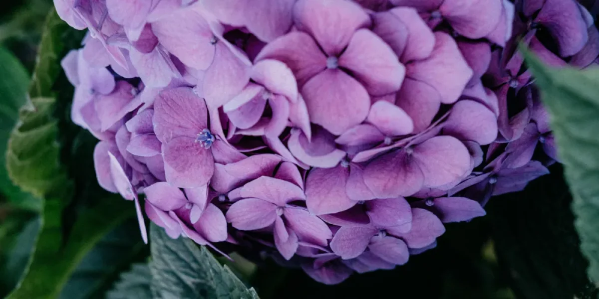 fathers day flower guide