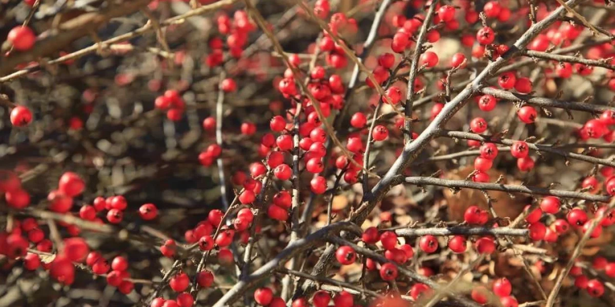 festive flowers