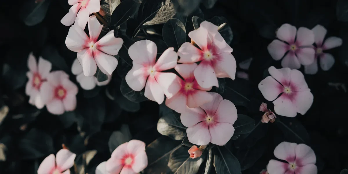 garden plants to have at home in dubai