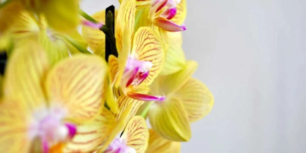 jean jacobs p3X69gliSwg unsplash 1024x512 1