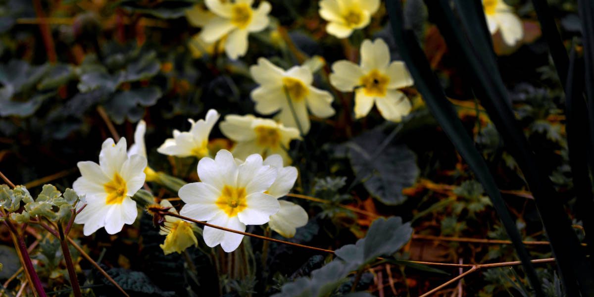 primerose bday flower