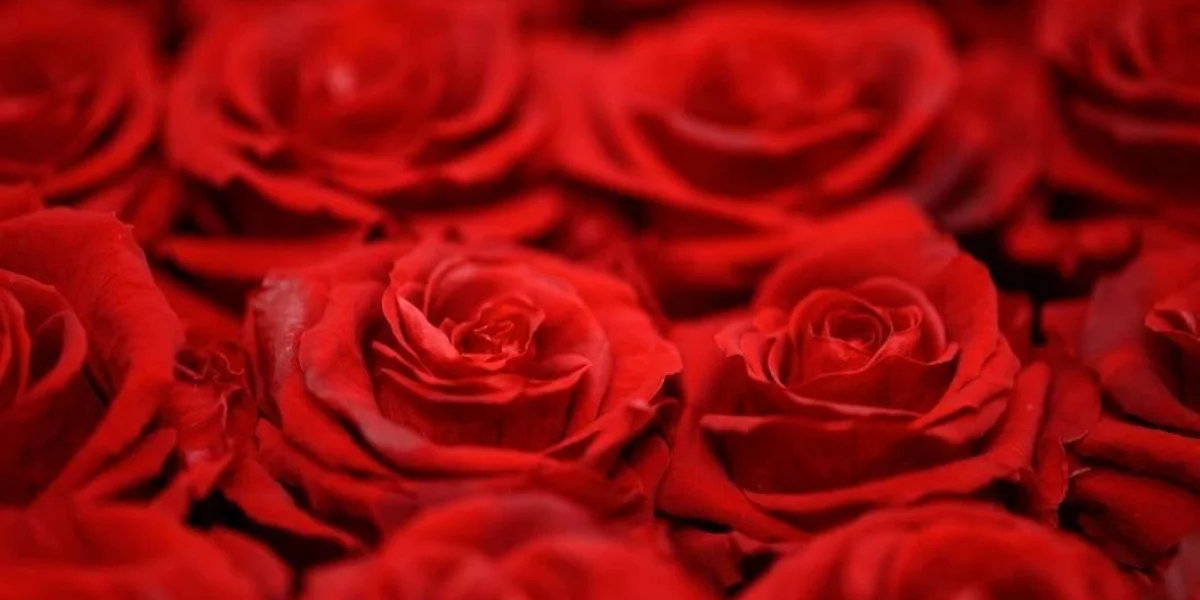 send flowers to your loved ones